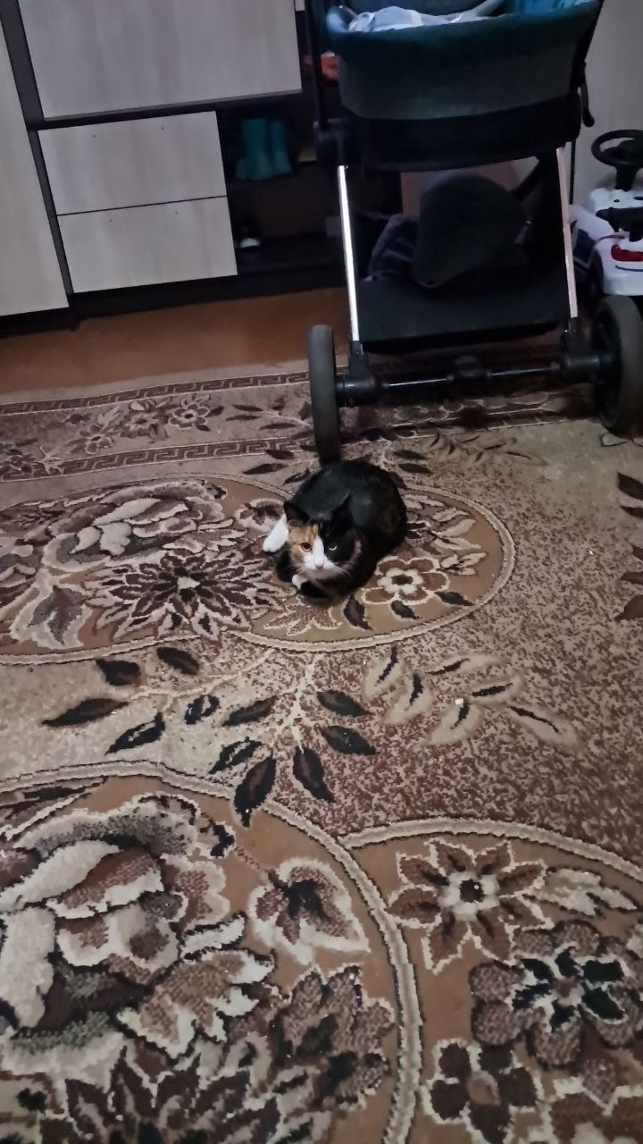 Найдена собака в Тамбове — фото объявления