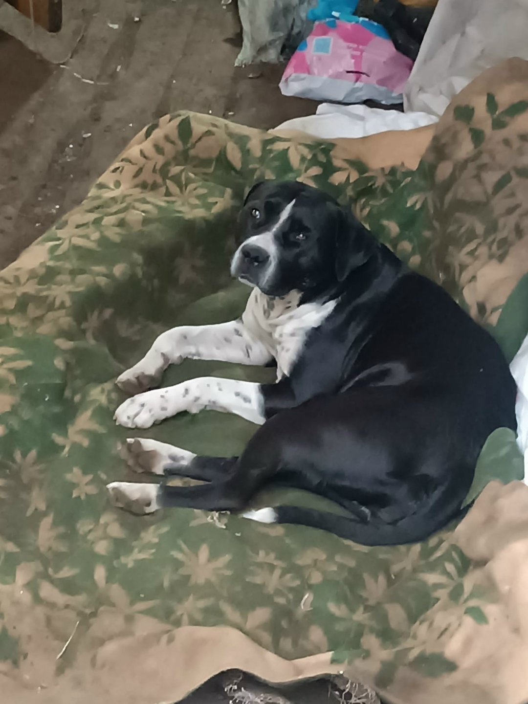 Найдена собака в Тамбове — фото объявления