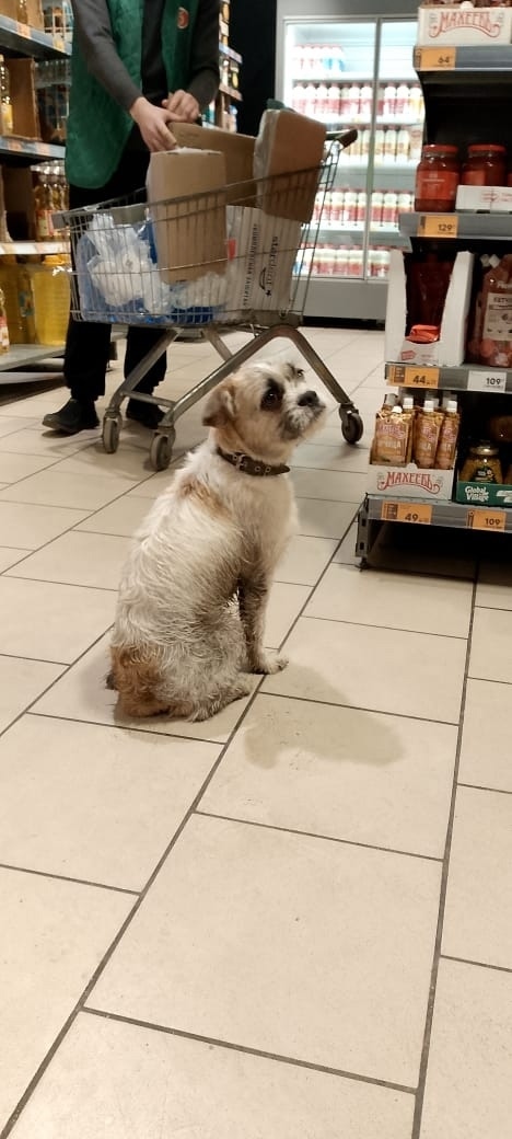 Найдена собака в Тамбове — фото объявления