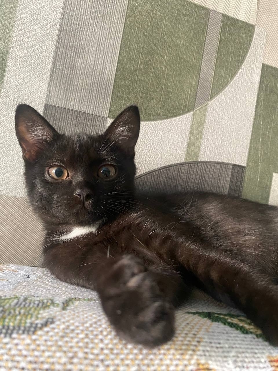 Найдена собака в Тамбове — фото объявления