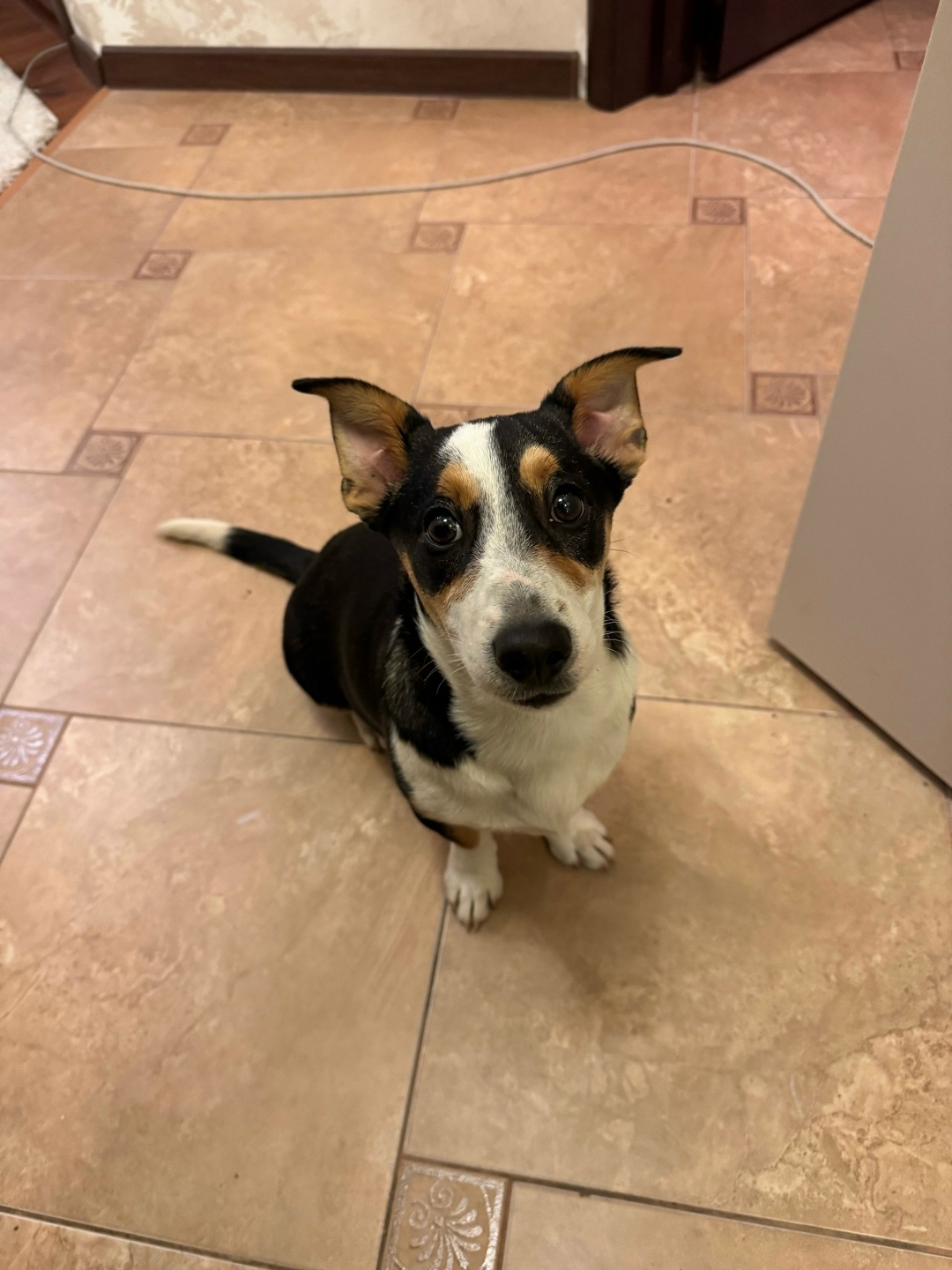 Найдена собака в Тамбове — фото объявления