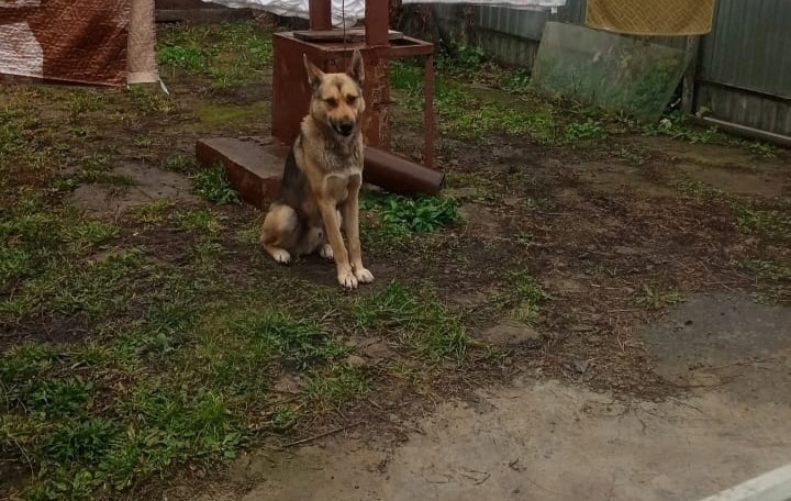 Найдена собака в Тамбове — фото объявления