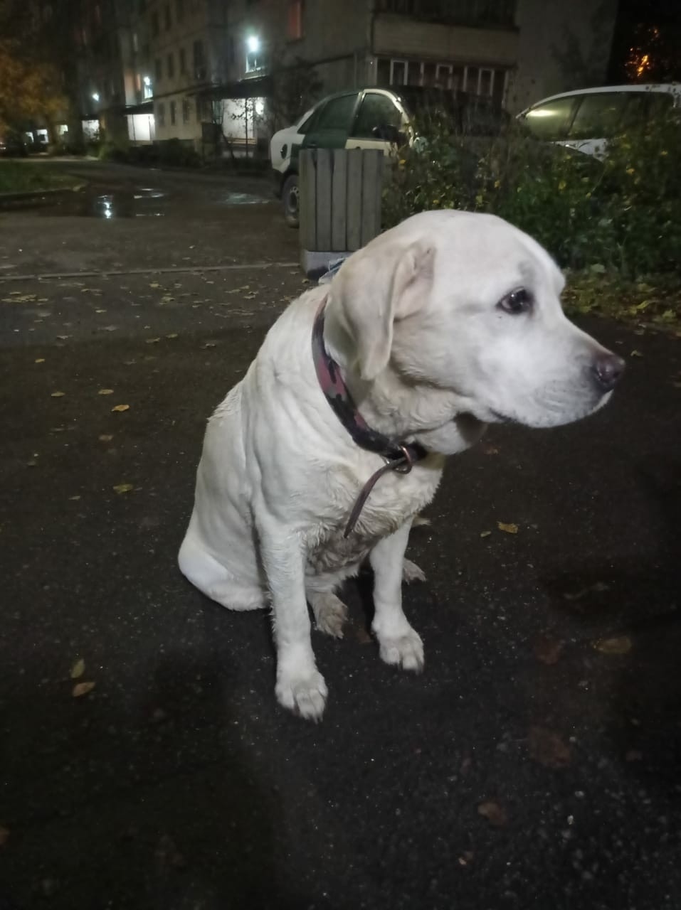 Найдена собака в Тамбове — фото объявления