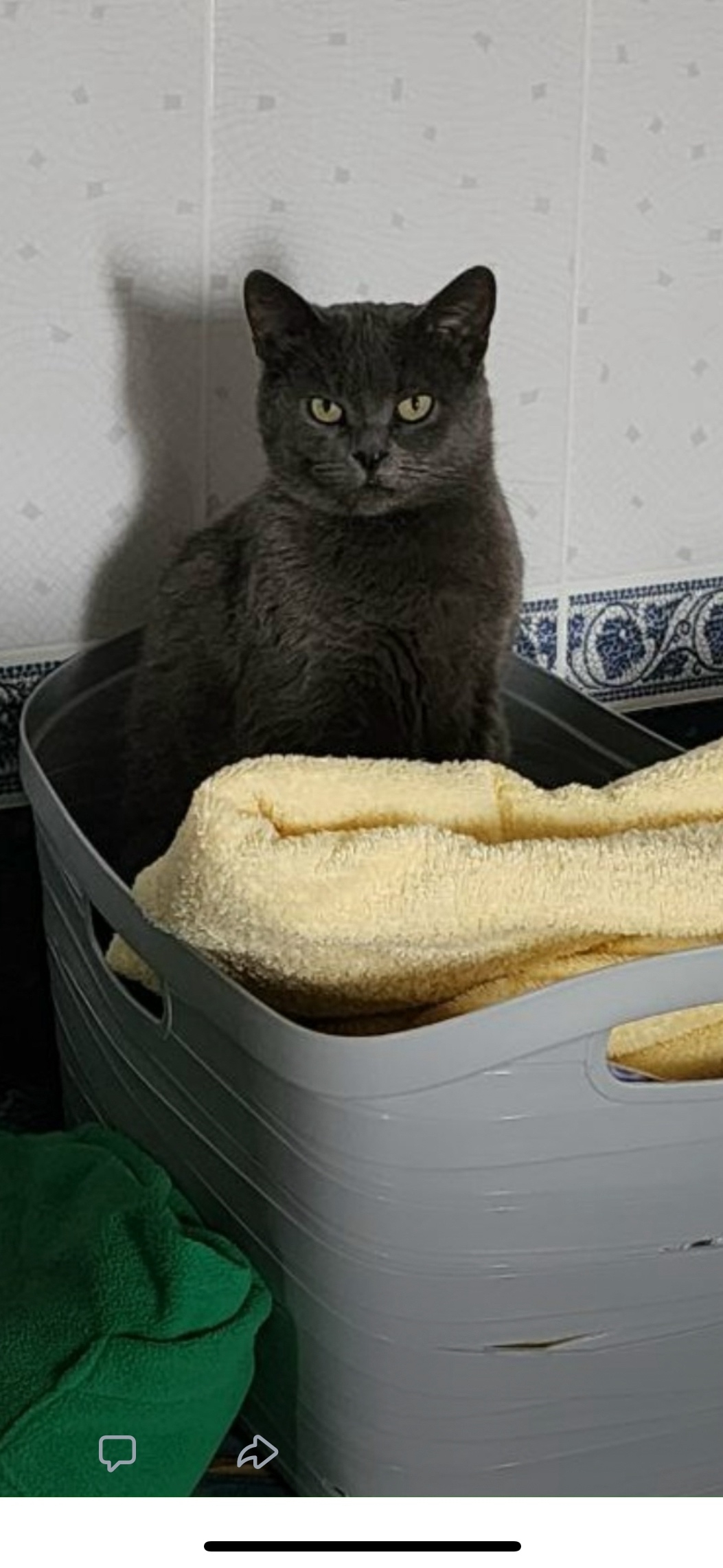 Пропала кошка в Тамбове — фото объявления