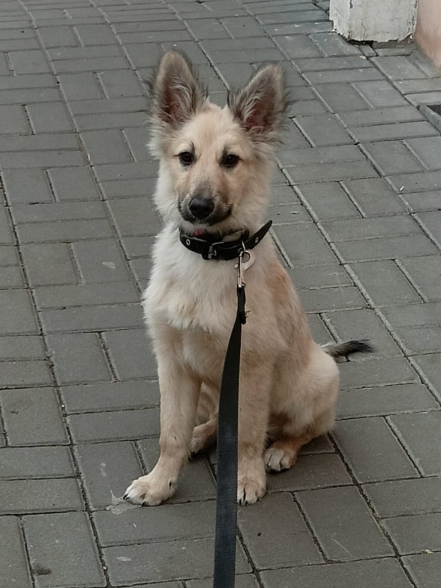 Найдена собака в Тамбове — фото объявления