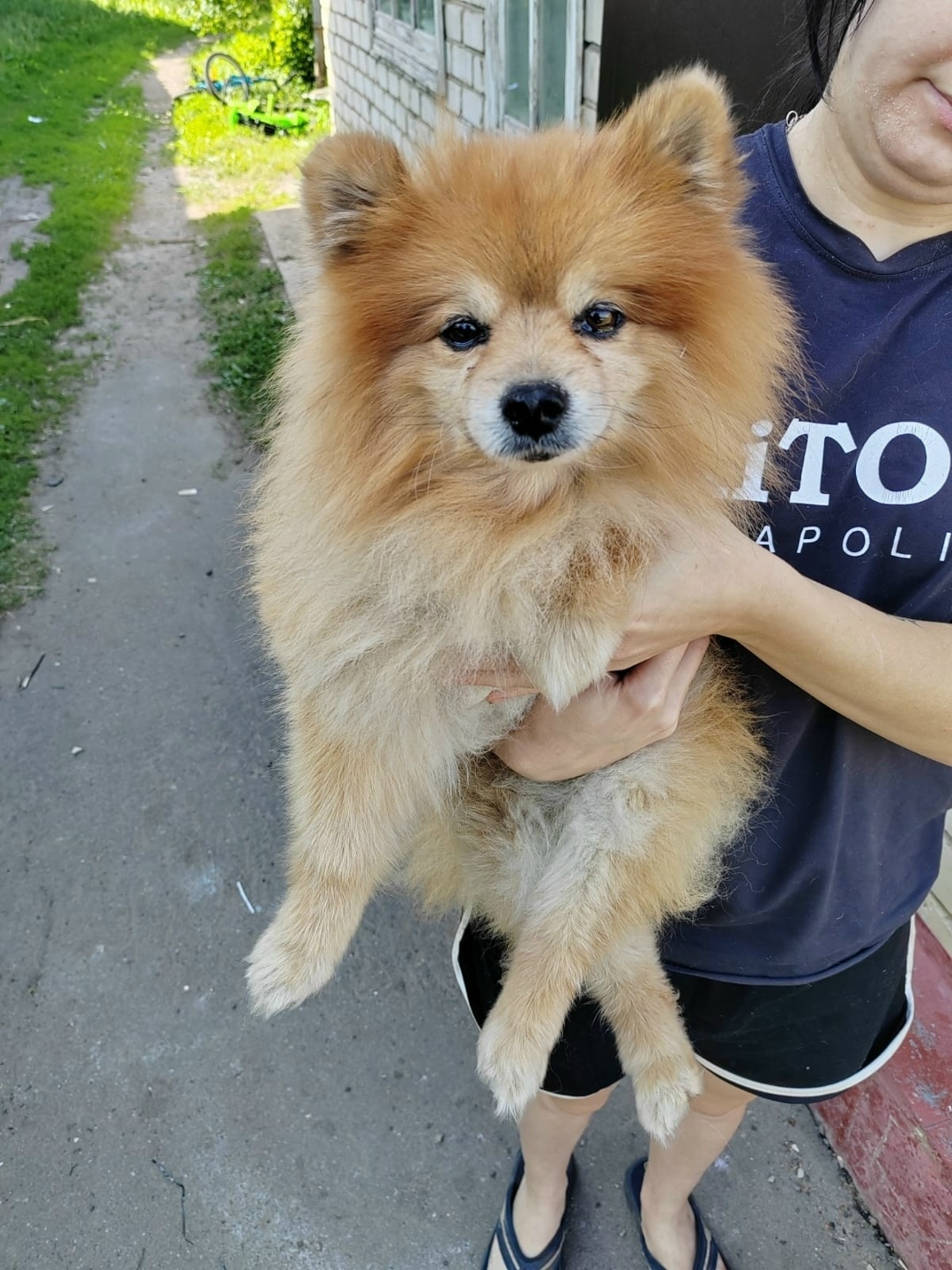 Найдена собака в Тамбове — фото объявления