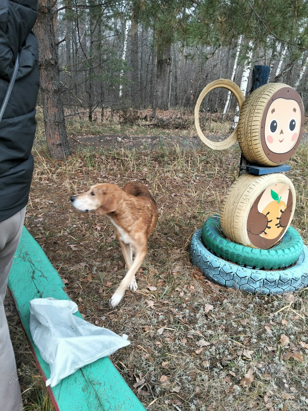 Найдена собака в Тамбове — фото объявления
