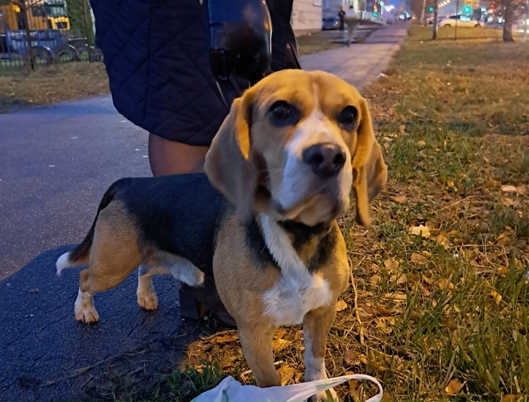 Найдена собака в Тамбове — фото объявления