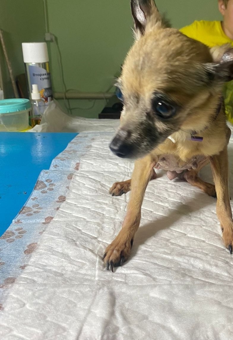 Найдена собака в Тамбове — фото объявления