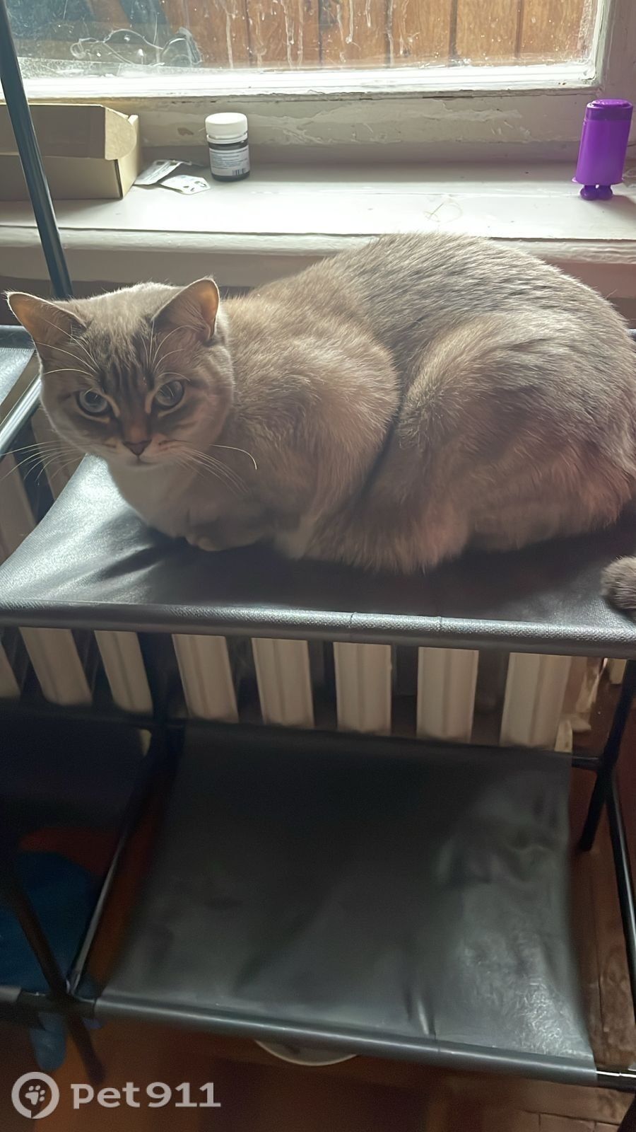 Пропала кошка в Нальчике — фото объявления