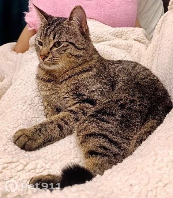 Пропала кошка в Нальчике — фото объявления