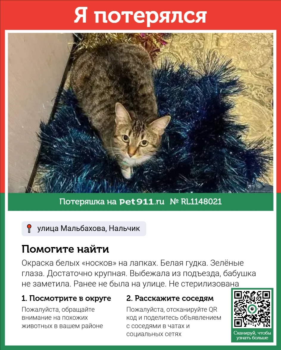 Пропала кошка в Нальчике — фото объявления