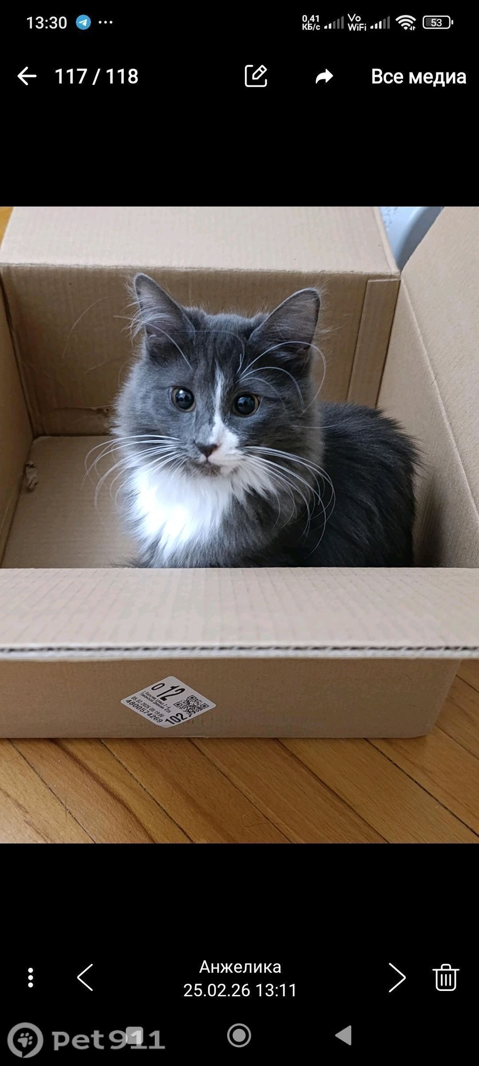 Пропала кошка в Нальчике — фото объявления