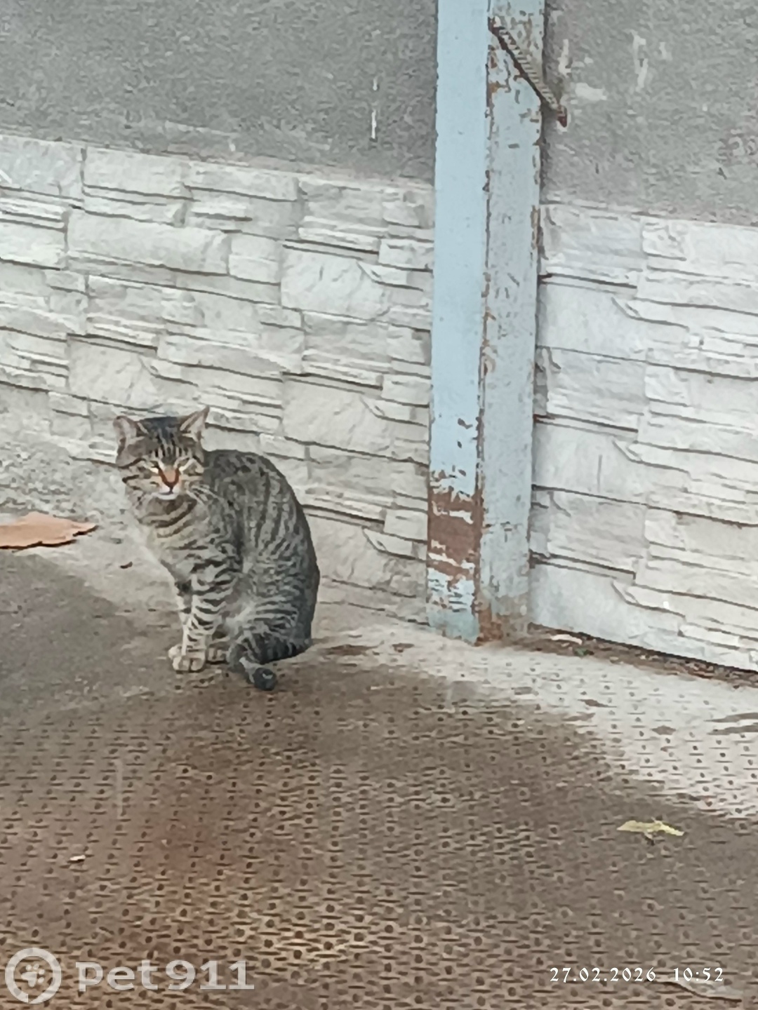 Найдена кошка в Нальчике — фото объявления