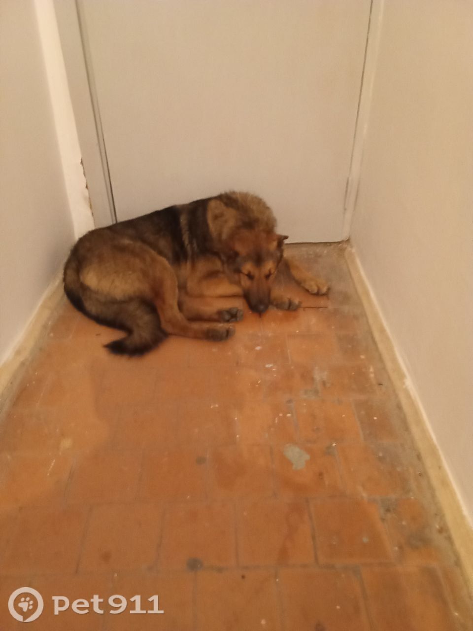 Найдена собака в Нальчике — фото объявления