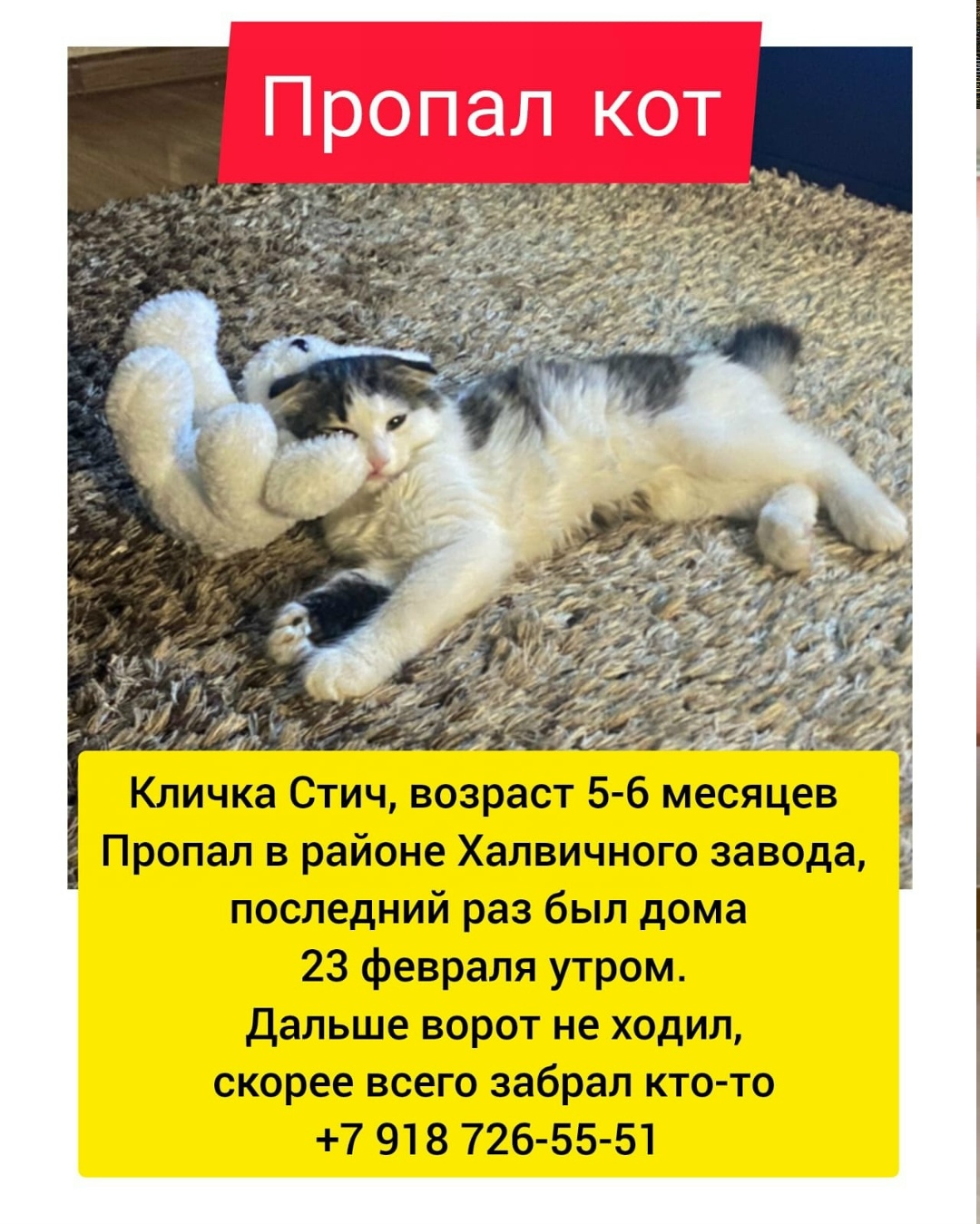 Пропала кошка в Нальчике — фото объявления