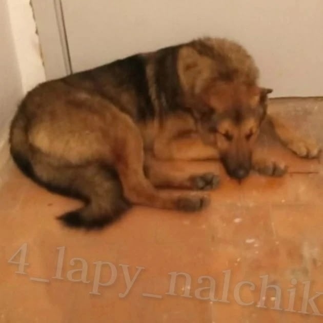 Пропала собака в Нальчике — фото объявления