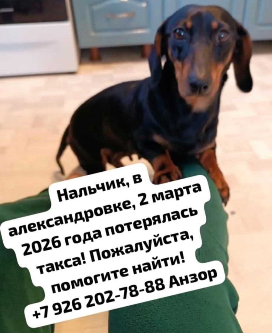 Пропала собака в Нальчике — фото объявления