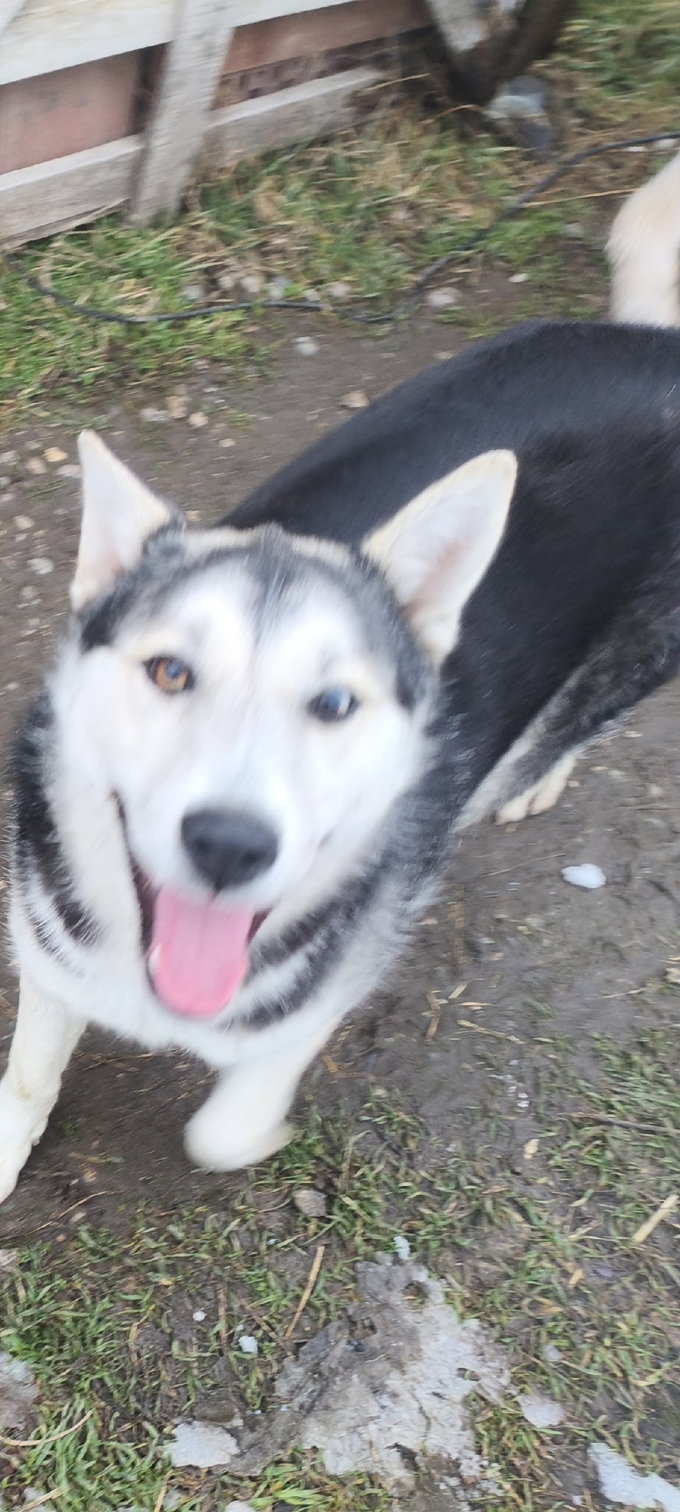 Найдена собака в Нальчике — фото объявления