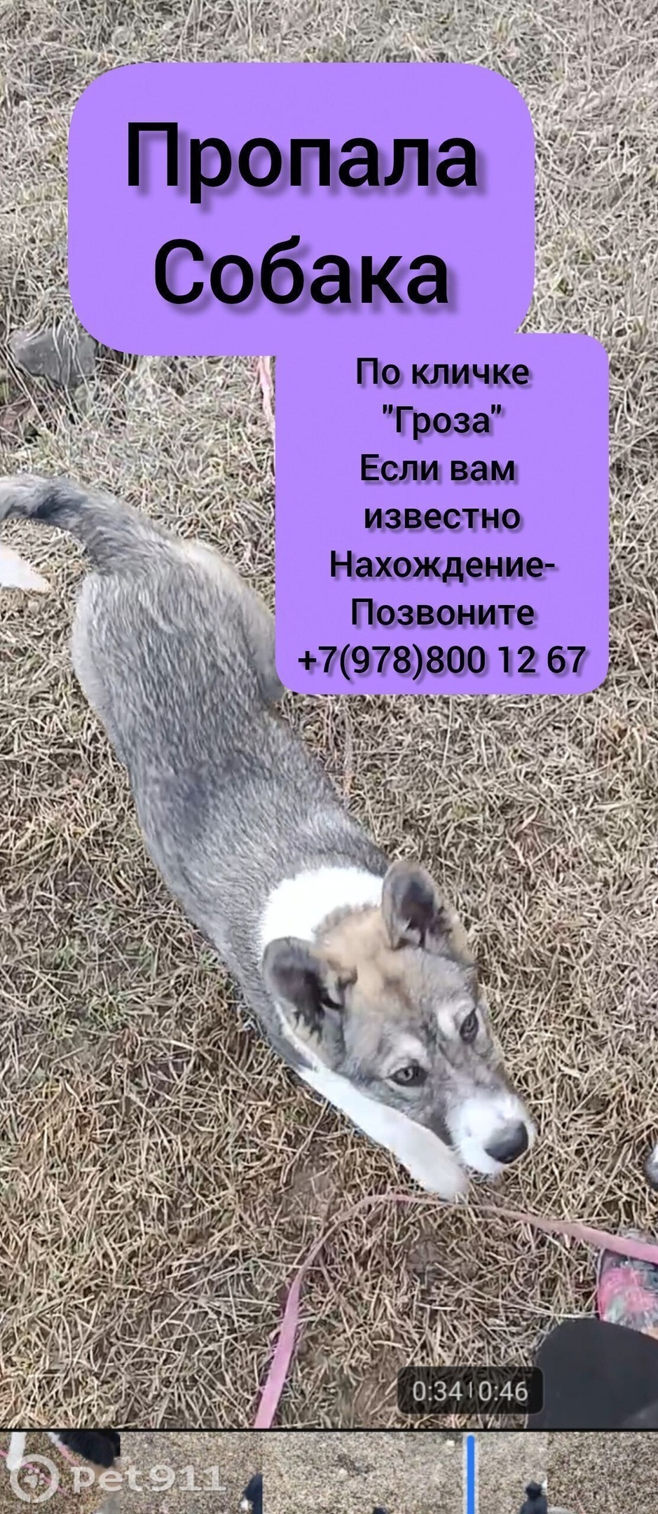 Пропала собака в Нальчике — фото объявления