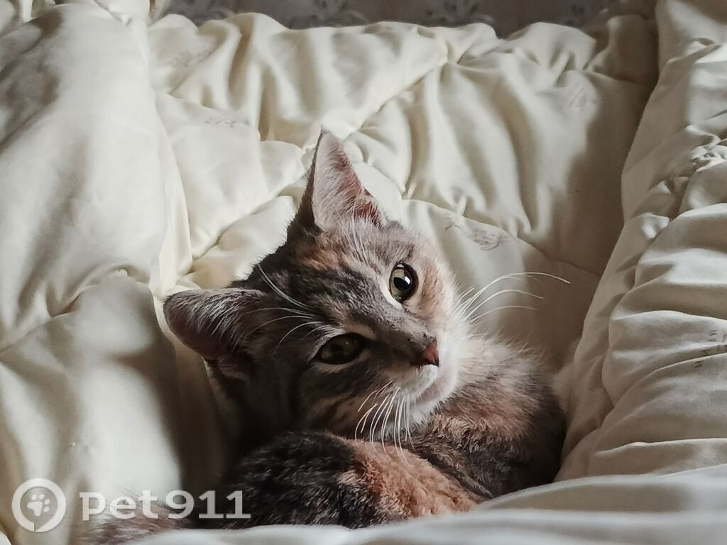 Найдена кошка в Нальчике — фото объявления