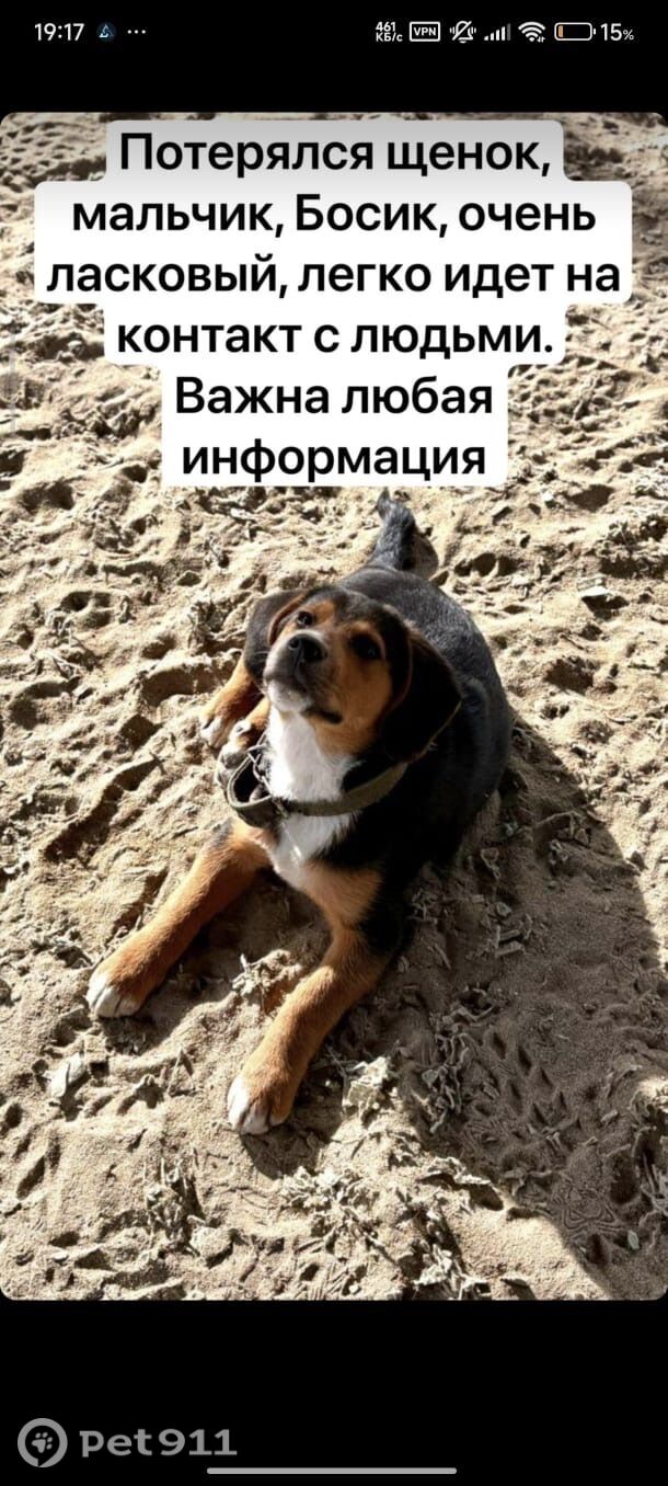 Пропала собака в Нальчике — фото объявления