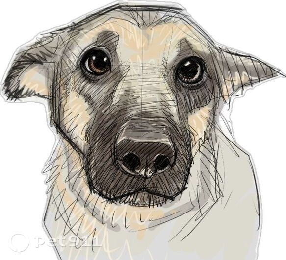 Пропала собака в Нальчике — фото объявления