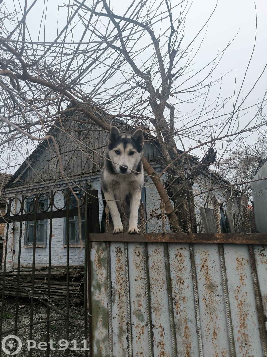 Найдена собака в Нальчике — фото объявления