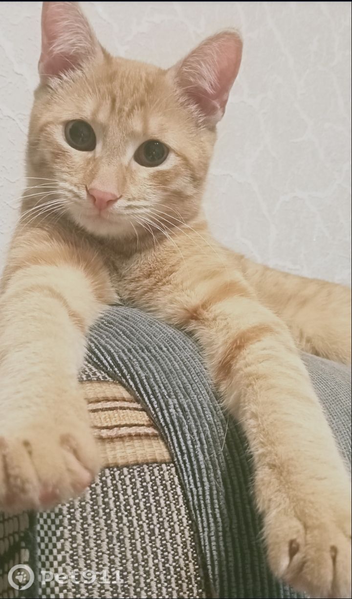 Пропала кошка в Нальчике — фото объявления