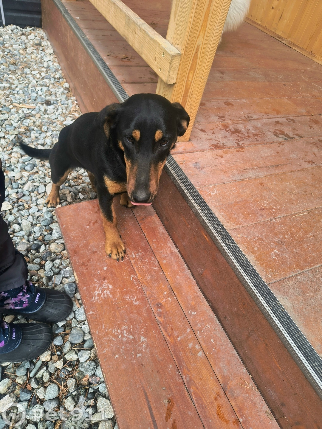 Найдена собака в Нальчике — фото объявления