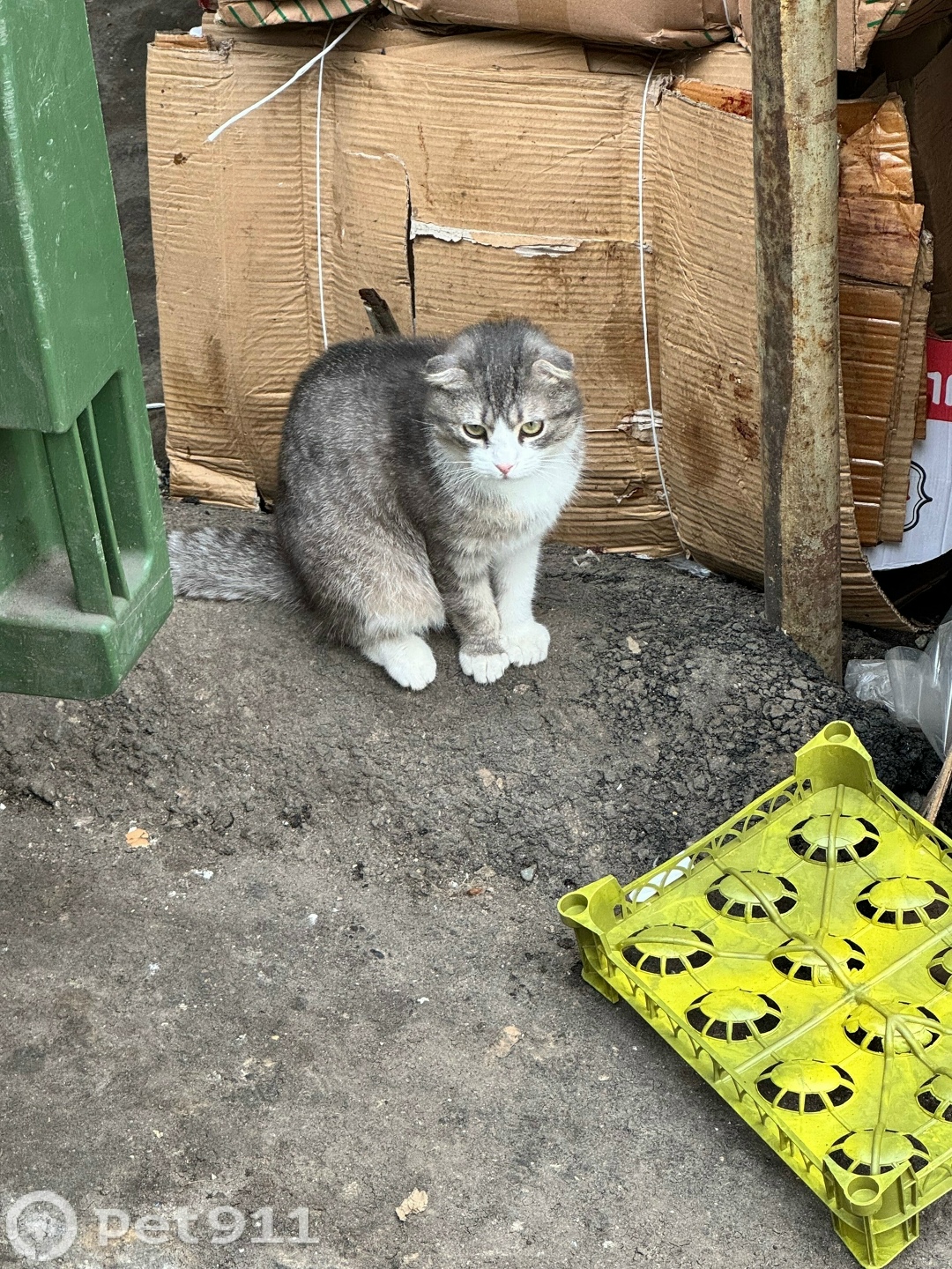 Найдена кошка в Нальчике — фото объявления
