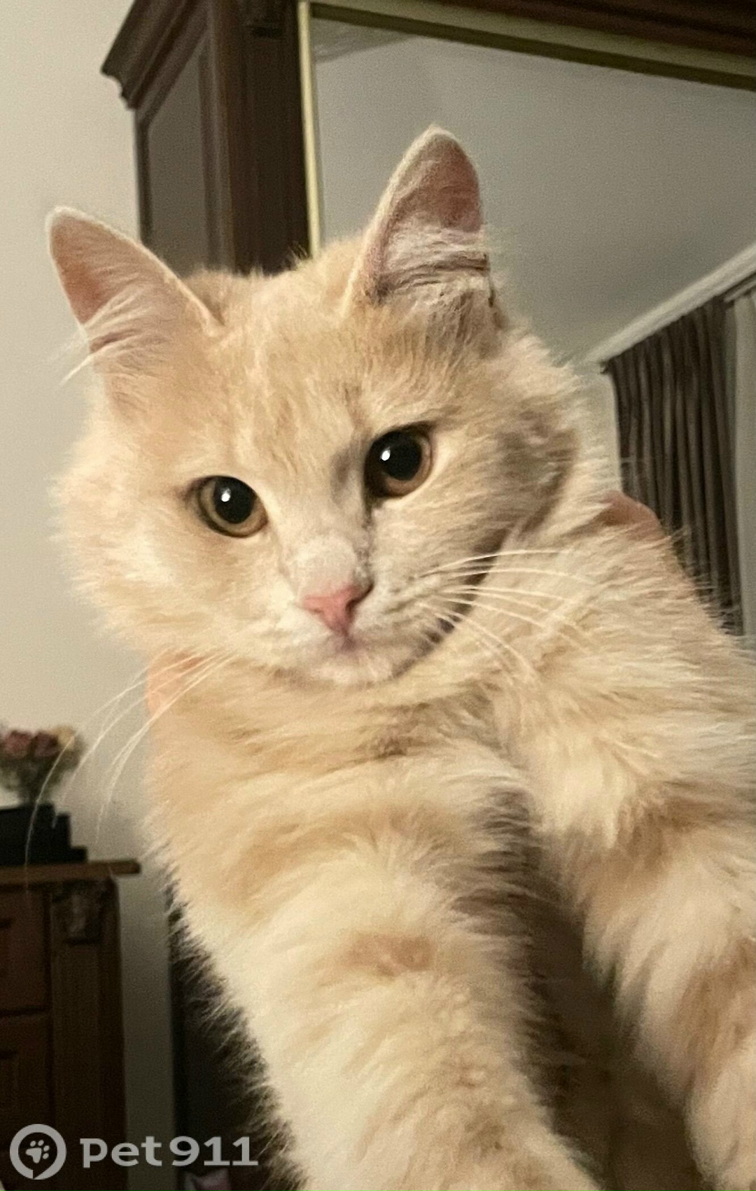 Пропала кошка в Нальчике — фото объявления