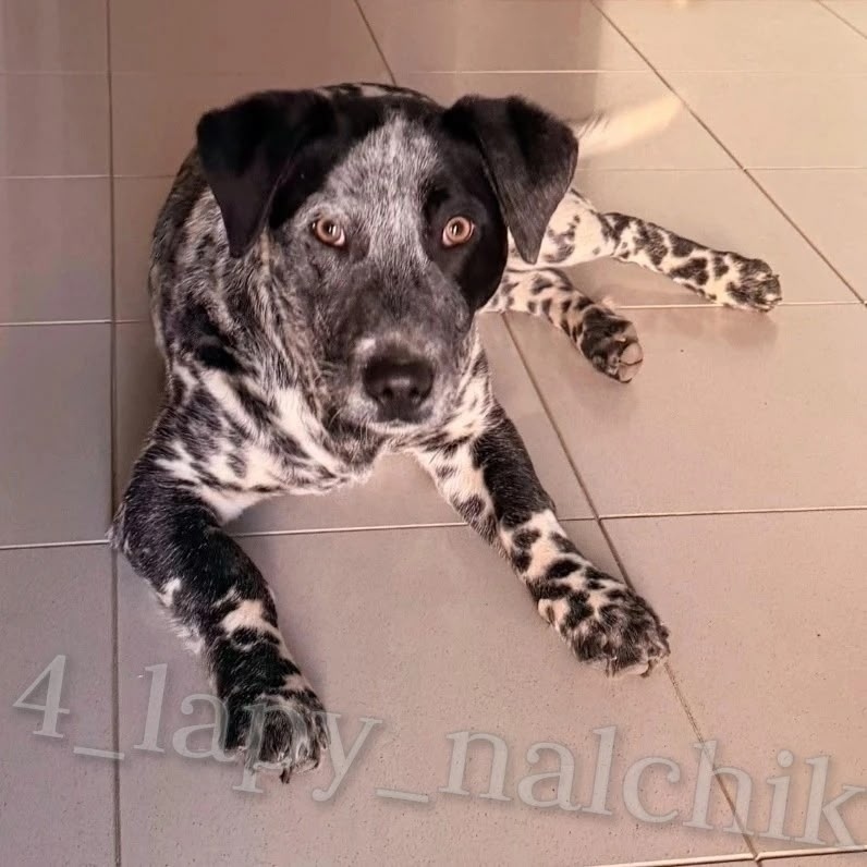 Найдена собака в Нальчике — фото объявления