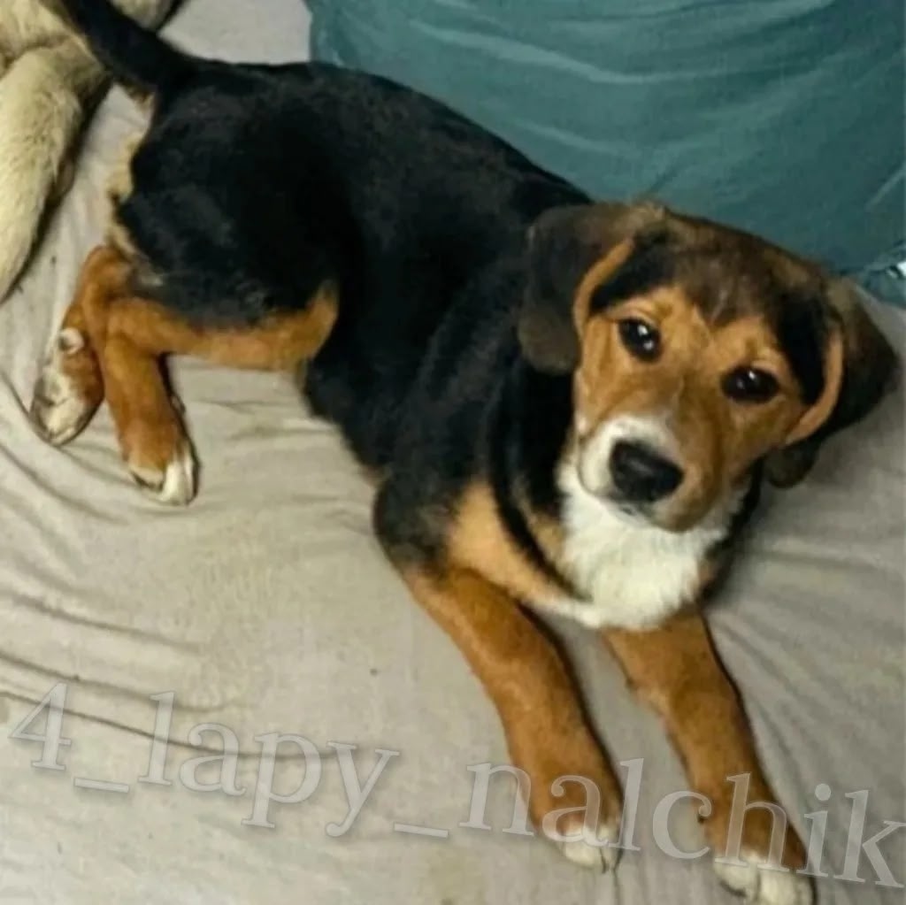 Пропала собака в Нальчике — фото объявления