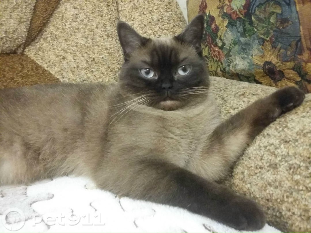 Пропала кошка в Нальчике — фото объявления