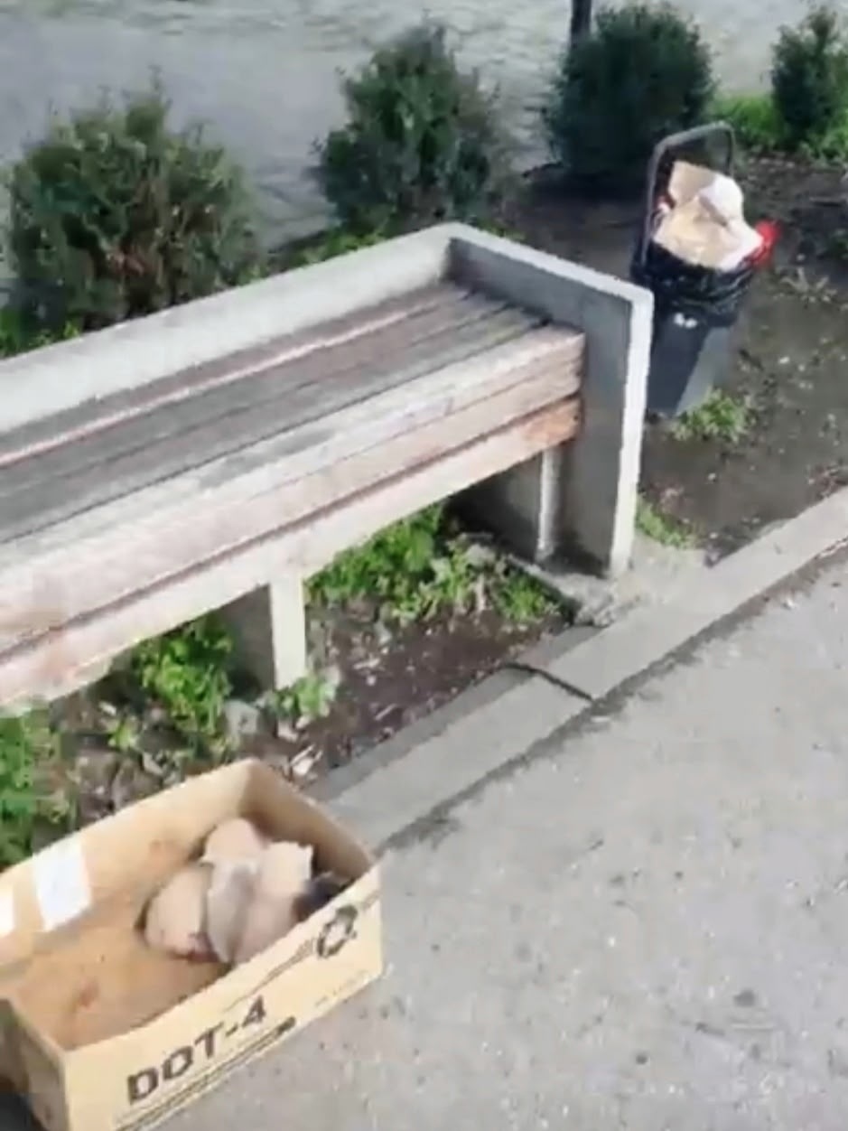 Найдена собака в Нальчике — фото объявления