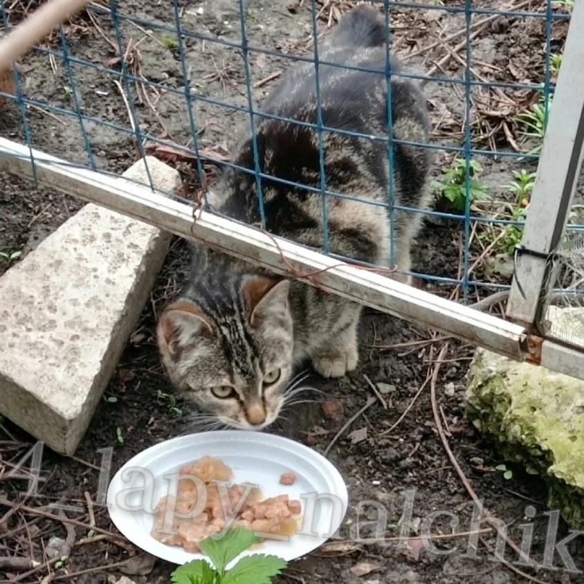Пропала кошка в Нальчике — фото объявления