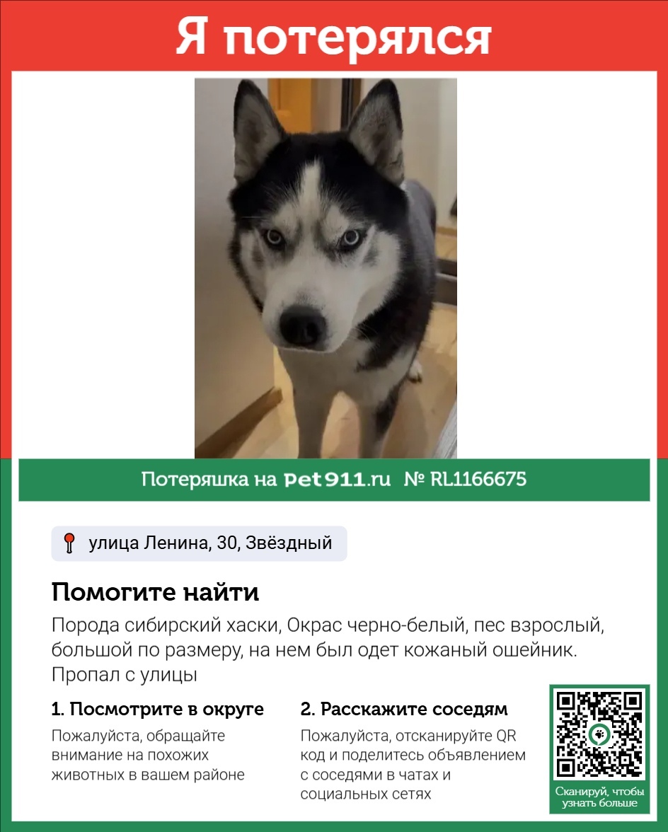 Пропала собака в Нальчике — фото объявления