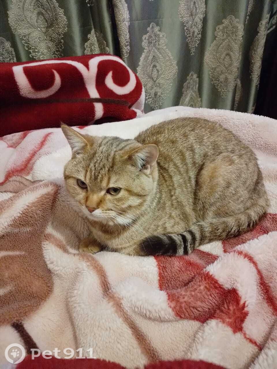 Пропала кошка в Нальчике — фото объявления