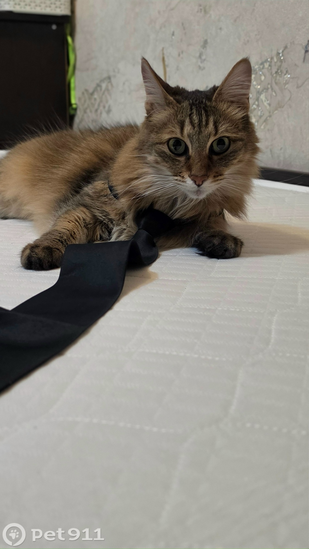 Найдена кошка в Нальчике — фото объявления