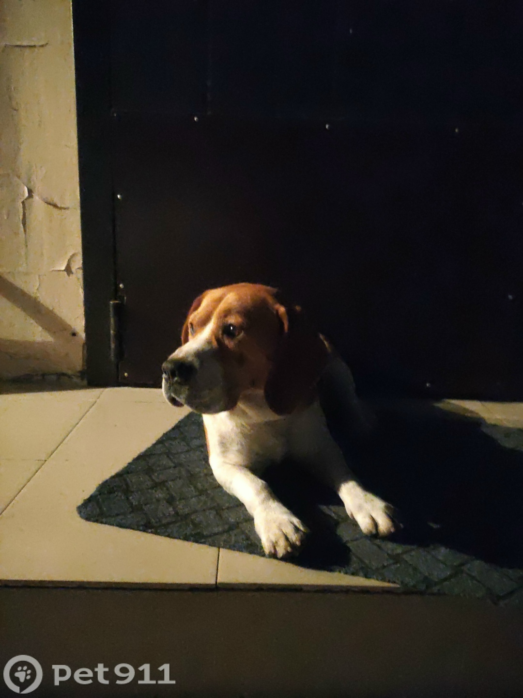 Найдена собака в Нальчике — фото объявления