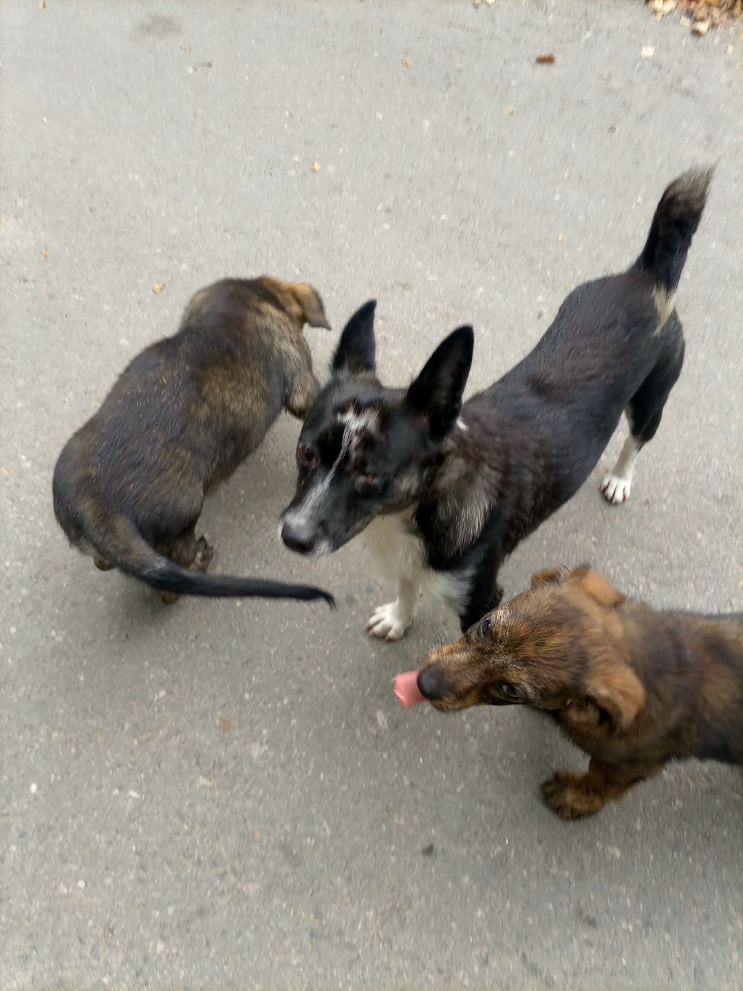 Найдена собака в Нальчике — фото объявления