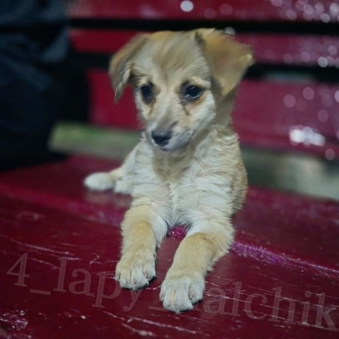 Найдена собака в Нальчике — фото объявления