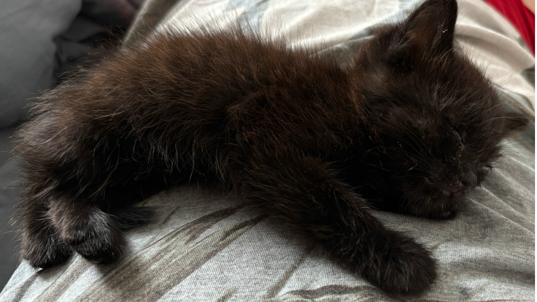 Найдена кошка в Нальчике — фото объявления