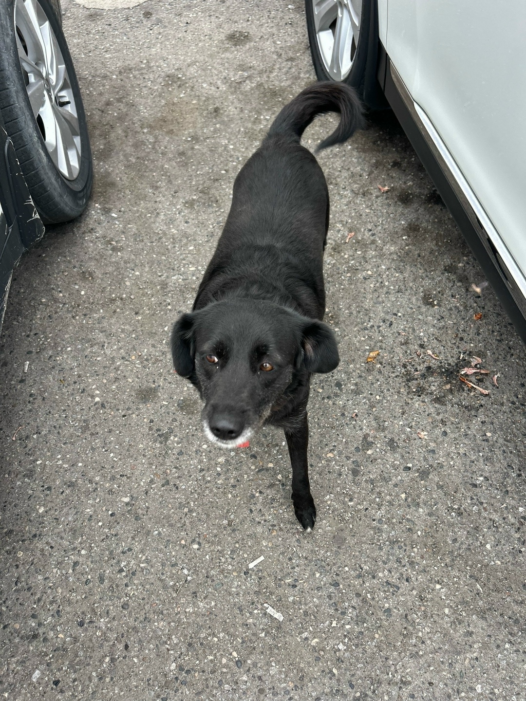 Пропала собака в Нальчике — фото объявления