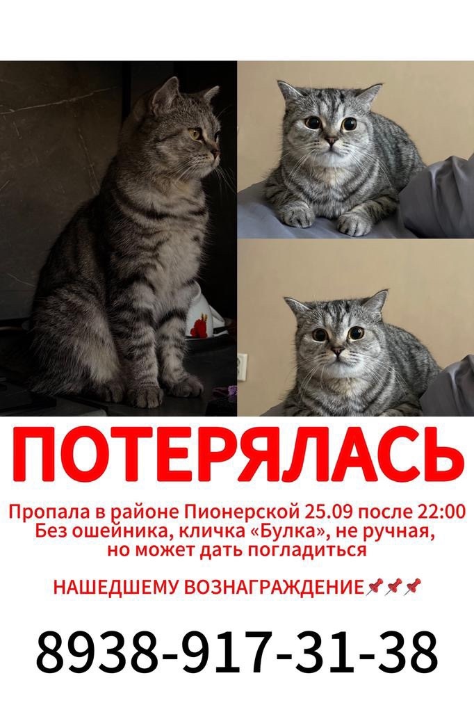 Пропала кошка в Нальчике — фото объявления