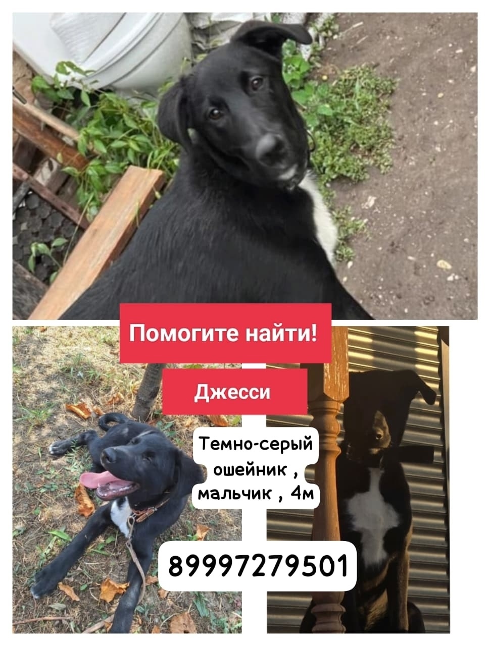 Пропала собака в Нальчике — фото объявления