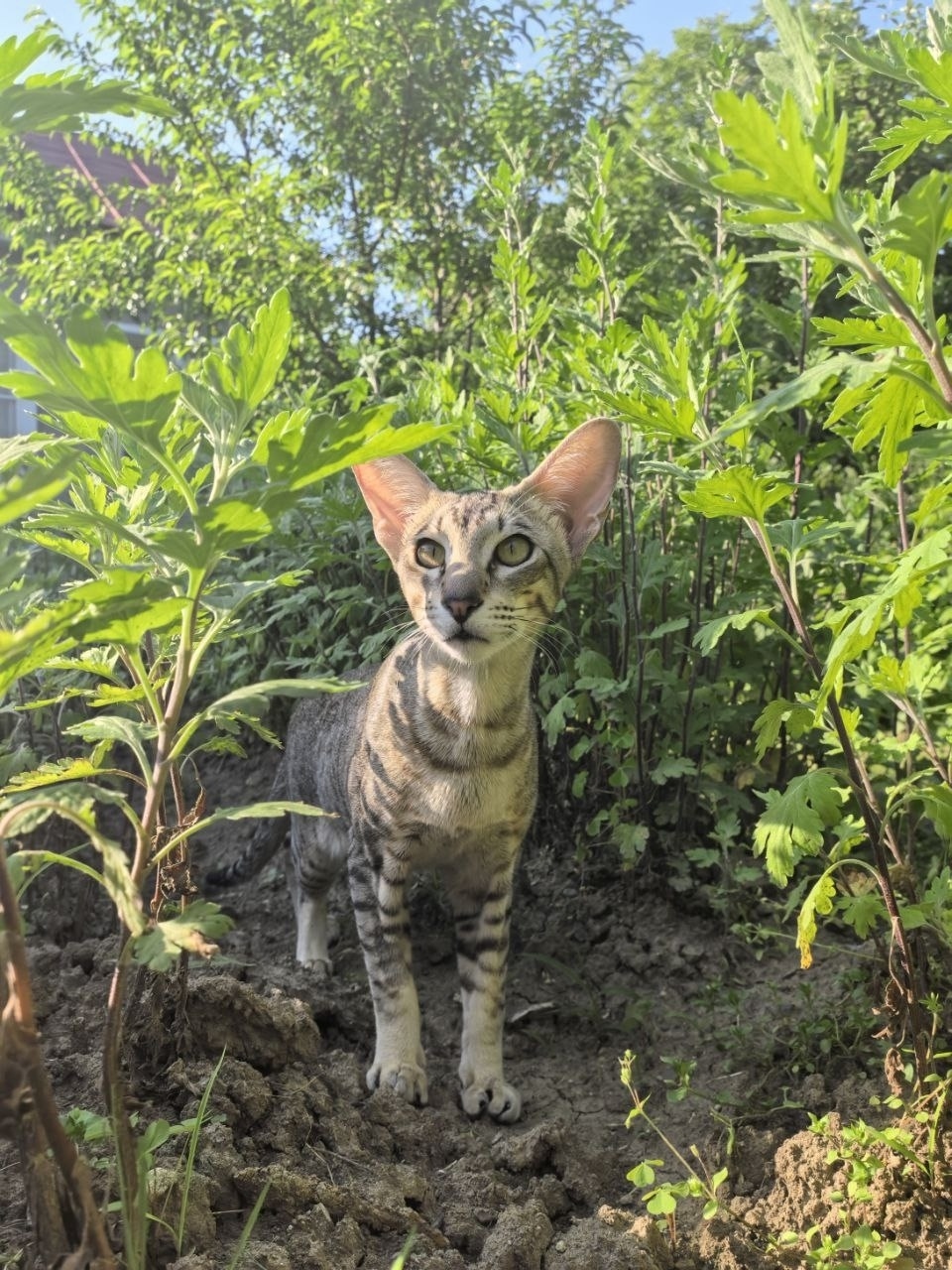 Найдена собака в Нальчике — фото объявления