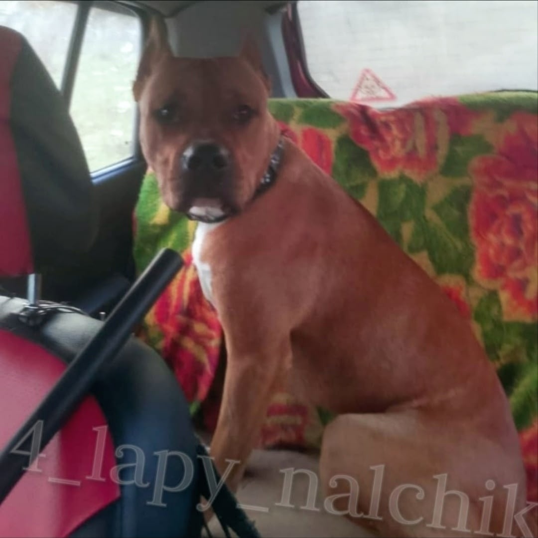 Найдена собака в Нальчике — фото объявления
