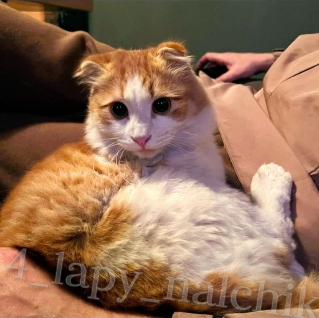 Найдена кошка в Нальчике — фото объявления